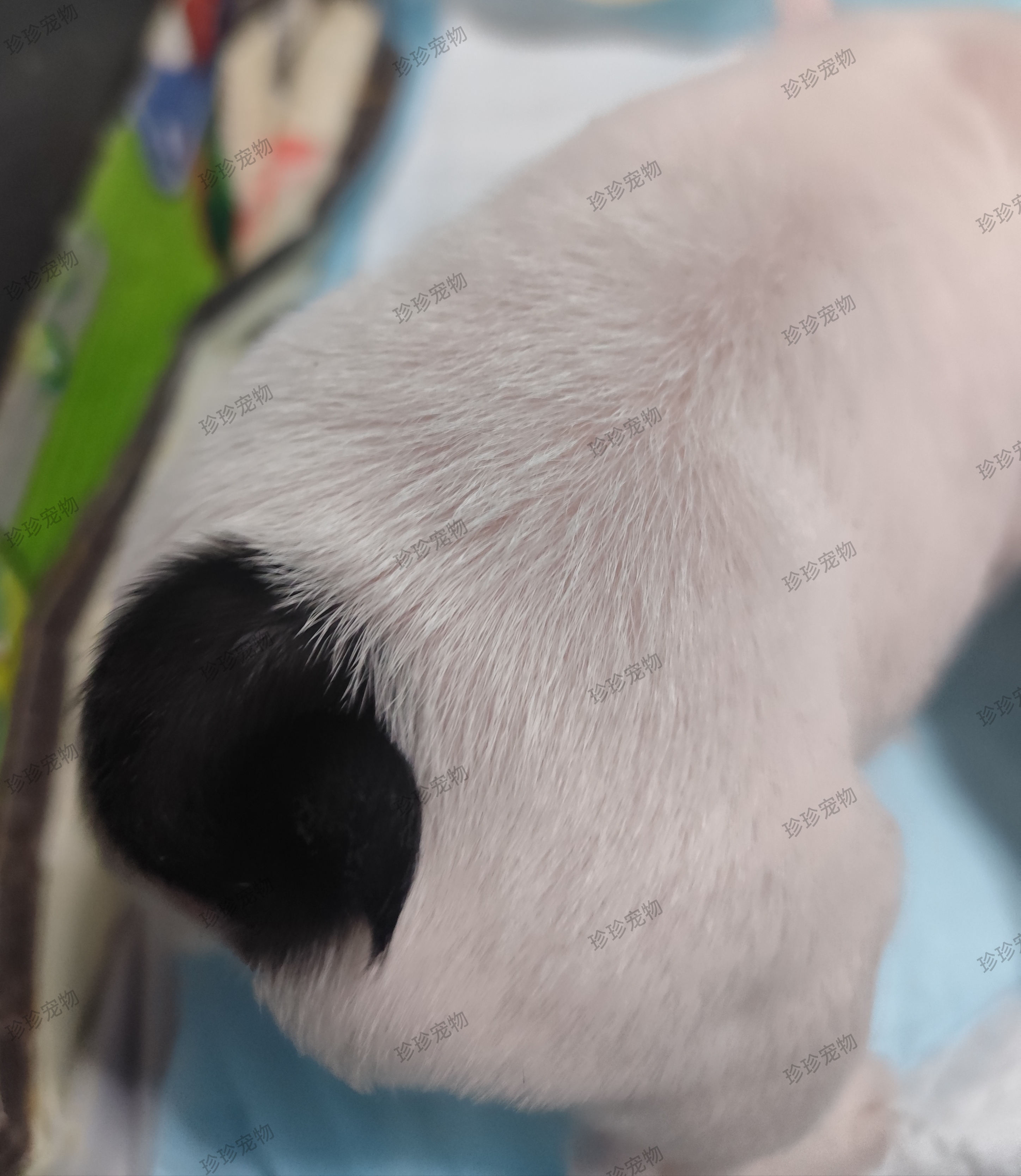 法国斗牛犬幼犬法斗幼犬法牛自带天眼公